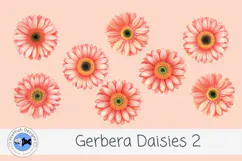 Watercolor Gerbera Daisies PNG Floral Clipart 2 Product Image 1