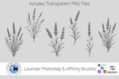 Lavender Photoshop &amp; Affinity Brushes Transparent PNGs Product Image 1