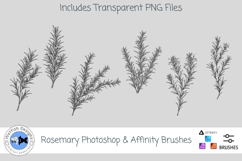 Rosemary Photoshop &amp; Affinity Brushes Botanical PNGs Product Image 1