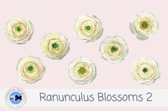 Ranunculus Watercolor Flowers 2 Product Image 1