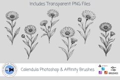 Calendula Photoshop &amp; Affinity Brushes Transparent PNGs Product Image 1