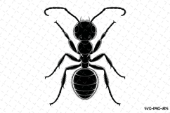 Ant Svg Design | Svg Cut Files | Digital Download Product Image 1