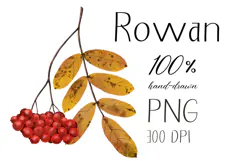 Hand-drawn Rowan Branch with Yellow Leaves Illustration Product Image 1