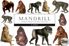 Mandrill Vintage Animal illustration Clip Art, Clipart Product Image 1