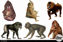 Mandrill Vintage Animal illustration Clip Art, Clipart Product Image 3