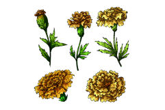 marigold set sketch hand drawn Product Image 1