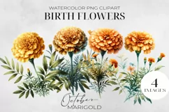 Birth Month Flowers Clipart, October Marigold PNG. Product Image 1