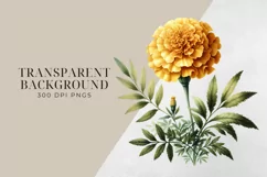 Birth Month Flowers Clipart, October Marigold PNG. Product Image 2