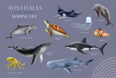 Australia Flora and Fauna Hand Drawn Illustration Set Product Image 4