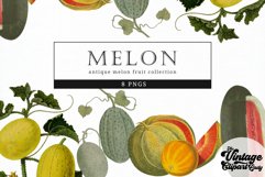 Melon Vintage Fruit Botanical Clip Art Product Image 1