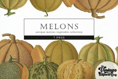 Melons Vintage Vegetable Botanical Clip Art Product Image 1