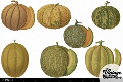 Melons Vintage Vegetable Botanical Clip Art Product Image 3