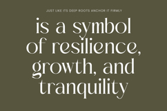 Mezaira - Modern Serif Font Product Image 6