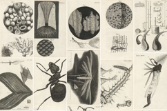 19 Vintage Historic Scientific Nature Plates Set 1 Product Image 2
