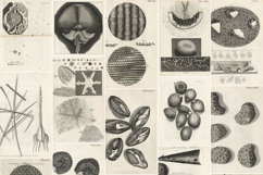 19 Vintage Historic Scientific Nature Plates Set 2 Product Image 2