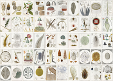 50 Microscope Study Images- Vintage Science Book Pages SET 2 Product Image 2