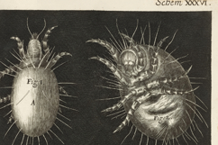 19 Vintage Historic Scientific Nature Plates Set 2 Product Image 3
