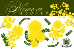 Golden Mimosa Burst blossom Product Image 1