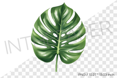 Monstera Leaf Tropical Summer Clipart Watercolor Illust Product Image 1