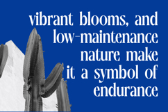 Moonni Zehher - Bold Tall Serif Product Image 5