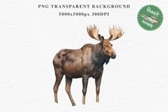 Moose Forest Animals Clipart PNG Scrapbooking Nursery Art Image Watercolor  Transparent Print invitation shirt designs sublimation kids printable digital watercolor Moose floral, scrapbooking clipart, sublimation nursery drawing, forest animals