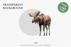 Moose Forest Animals Clipart PNG Scrapbooking Nursery Art Image Watercolor  Transparent Print invitation shirt designs sublimation kids printable digital watercolor Moose floral, scrapbooking clipart, sublimation nursery drawing, forest animals