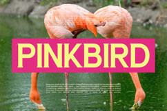 Morning Breakfast - Display Serif Font Product Image 6