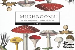 Mushrooms Vintage Vegetable Botanical Clip Art Product Image 1