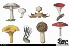 Mushrooms Vintage Vegetable Botanical Clip Art Product Image 3