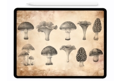 Mushrooms Procreate Stamps - Procreate Brushes