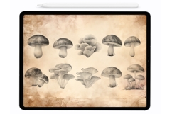 Mushrooms Procreate Stamps - Procreate Brushes