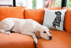 My Dog Is My Son Funny Quote SVG Design Best Dog Mom 3