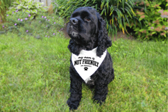 Minimal black text graphic with a funny dog-related message and paw print detail. Smooth, clean lines make it suitable for Cricut, Silhouette, and sublimation designs.