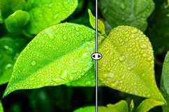 Nature LUT collection photo filter color table Product Image 2