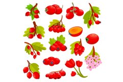 Hawthorn berry icons set, cartoon style Product Image 1