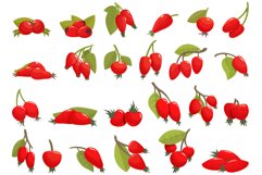 Rosehip icons set cartoon vector. Agriculture juice Product Image 1