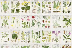 35 Norwegian Floral Vintage Botanical Illustrations Bundle Product Image 2