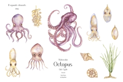 Watercolor Octopus Life Cycle Set Bundle Product Image 3