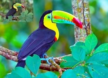 Pro Oil Paint Photoshop Action Product Image 5
