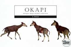 Okapi Vintage Animal illustration Clip Art, Clipart Product Image 1