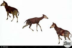 Okapi Vintage Animal illustration Clip Art, Clipart Product Image 3