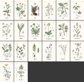 20 Pleasant Old Swedish Botanical Restored Images Product Image 2