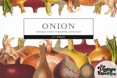 Onion Vintage Vegetable Botanical Clip Art Product Image 1