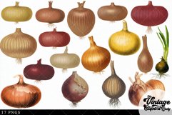 Onion Vintage Vegetable Botanical Clip Art Product Image 3