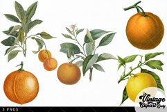 Orange Vintage Fruit Botanical Clip Art Product Image 3