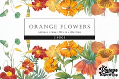 Orange Flowers Vintage Floral Botanical Clip Art Product Image 1