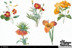 Orange Flowers Vintage Floral Botanical Clip Art Product Image 3