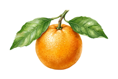 Orange Fruit Png| Fruit Png Product Image 1