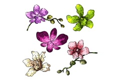 orchid set sketch hand drawn Product Image 1