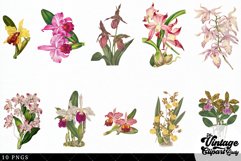 Orchids Vintage Floral Botanical Clip Art Product Image 3
